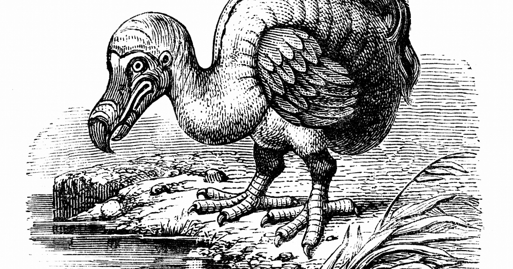 The History of the Dodo