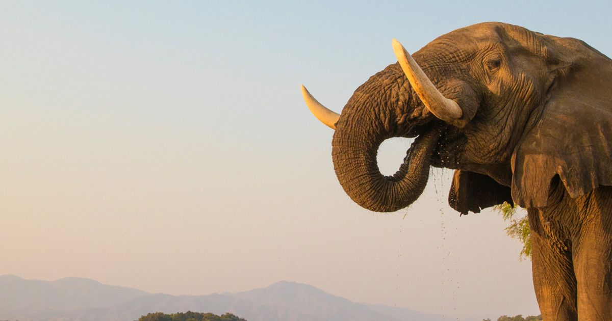 Zimbabwe Holiday Packages | Travel to Zimbabwe | Pentravel